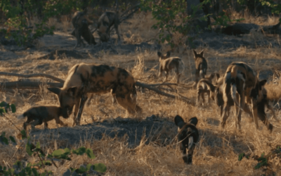 The Relocation of the African Wild Dog